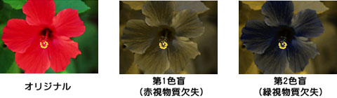 緑の葉と赤い花